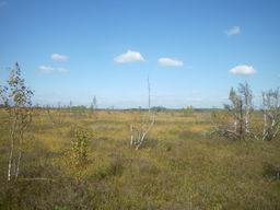 Большое Моховое болото с карликовыми берёзками как в Тундре