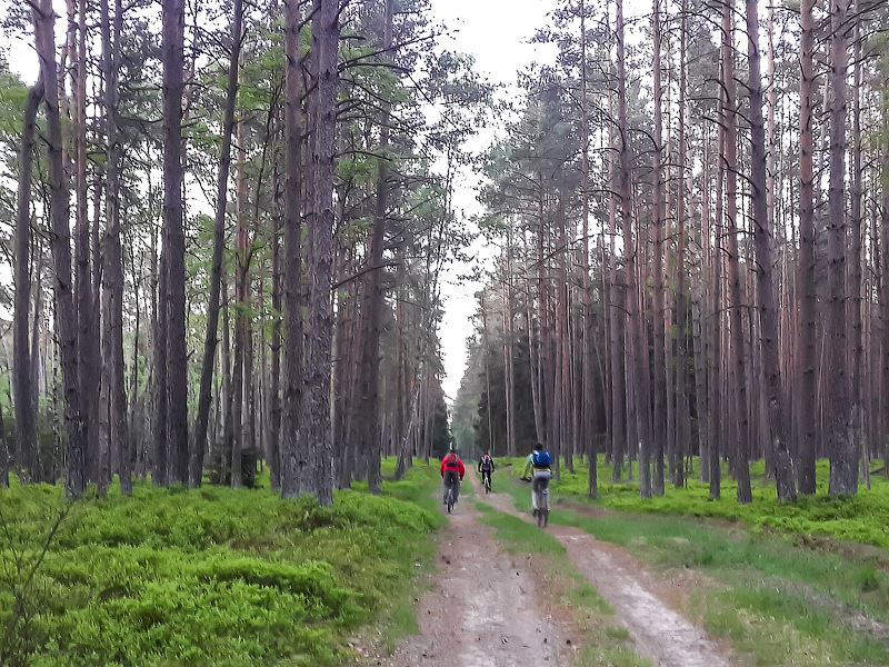 Участники едут через Гастелловский лес