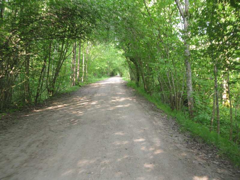 Заезжаем в Большаковский лес.