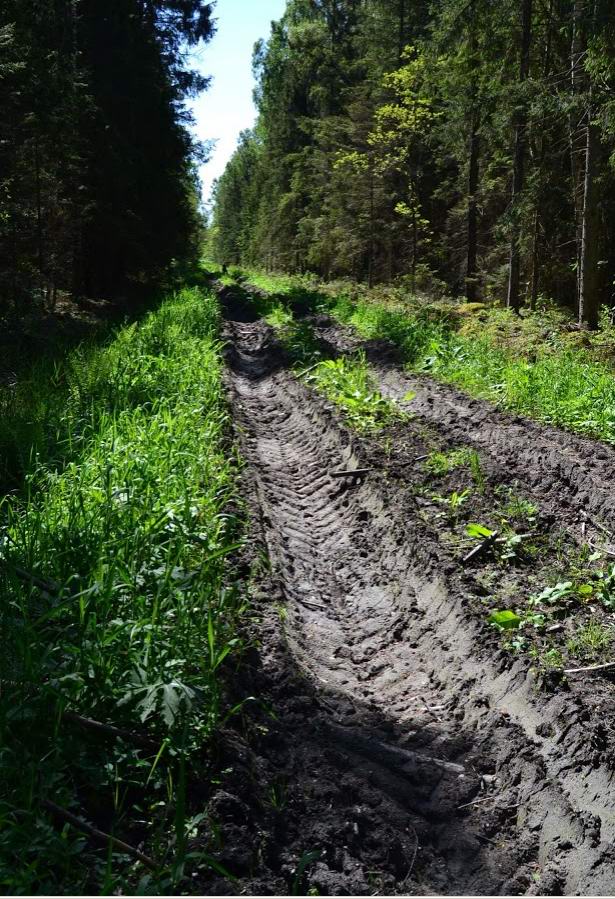 Дорога Обводное-Ровное через Мокрый лес.