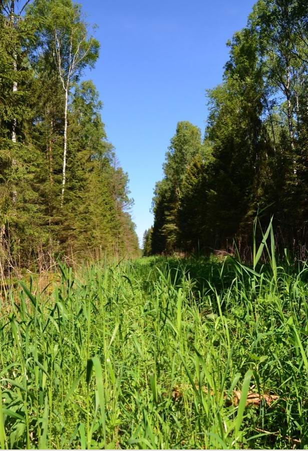 Дорога Обводное-Ровное через Мокрый лес.