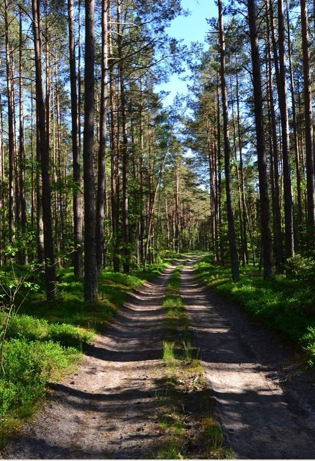 Гастелловскмй лес.