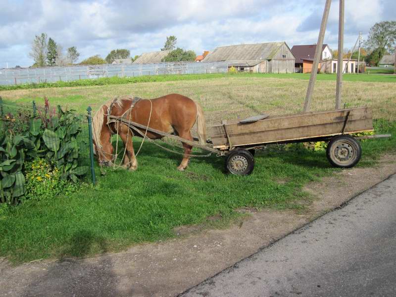 У дома припаркована лошадь с прицепом