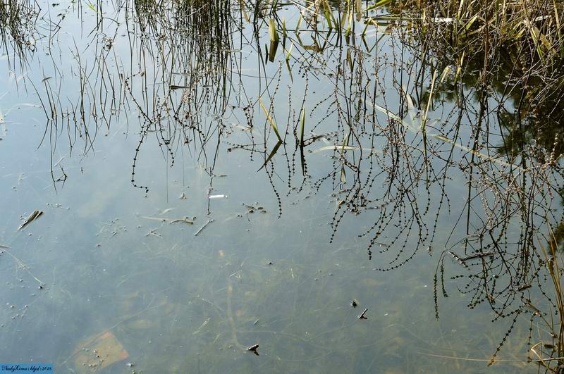 Вода в озере