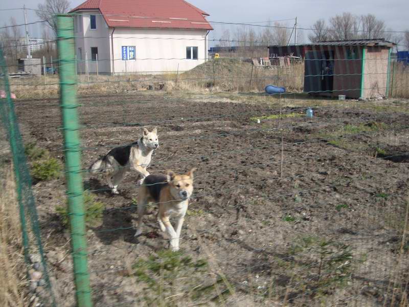 Милая хозяйка участка любезно натравила на нас этих чудных созданий.