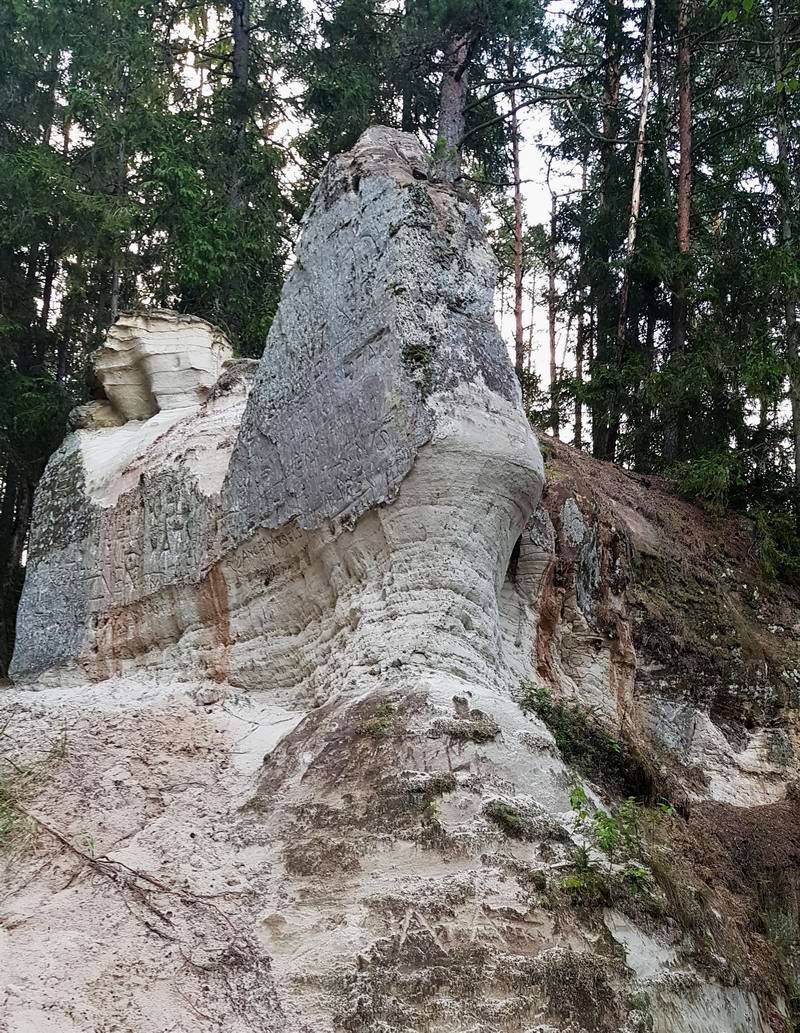 Дерево на уступе скалы