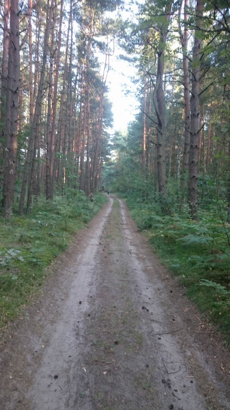 Вот такая дорога в лесу Светлого