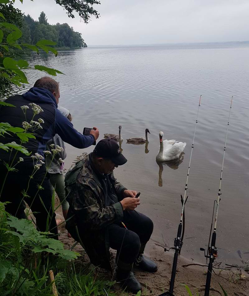 Дмитрий ловит рыбу, а лебеди - мешают