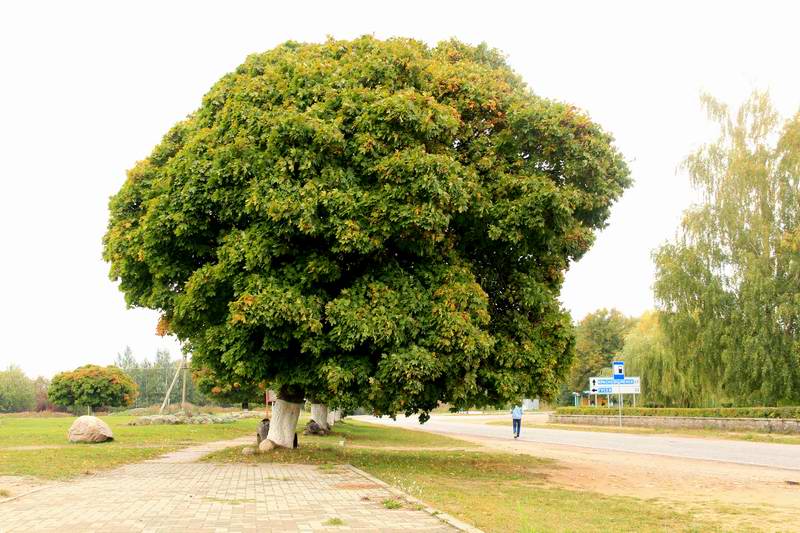 Дерево в Добровольске