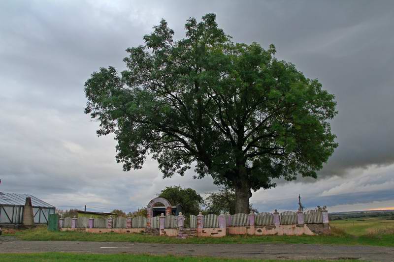 Дерево в Горино