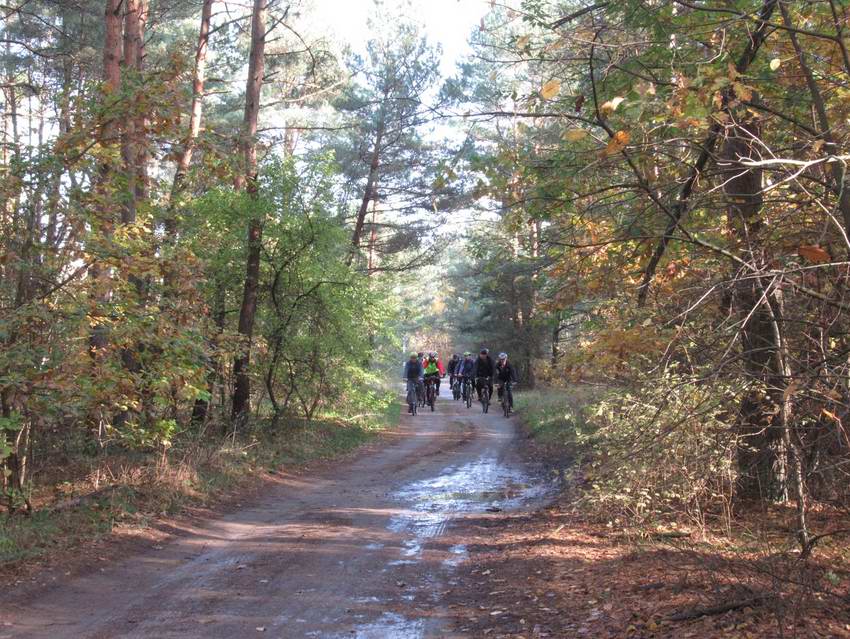 В Ладушкинском лесу