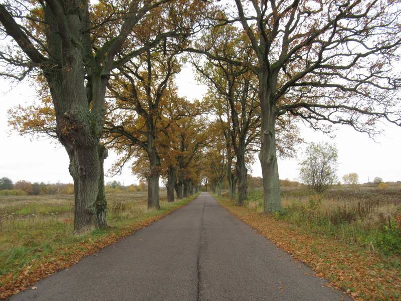 В багрец и в золото одетые леса,