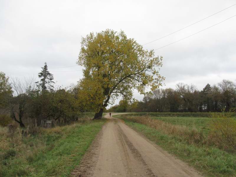 Так радо сердце вновь заныть,