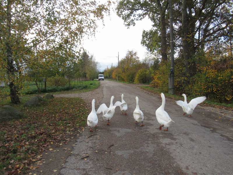 В дворе последний мотылек