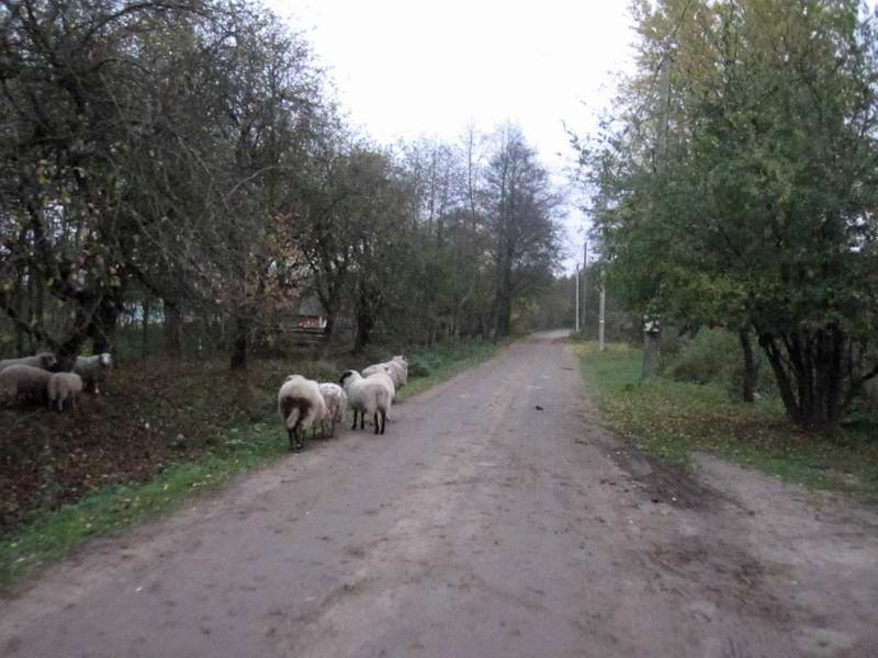 Проезжаем Дачный. Овцы пасутся на дороге