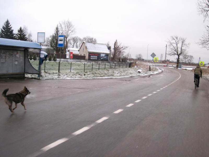 В Голубево за нами увязалась собака