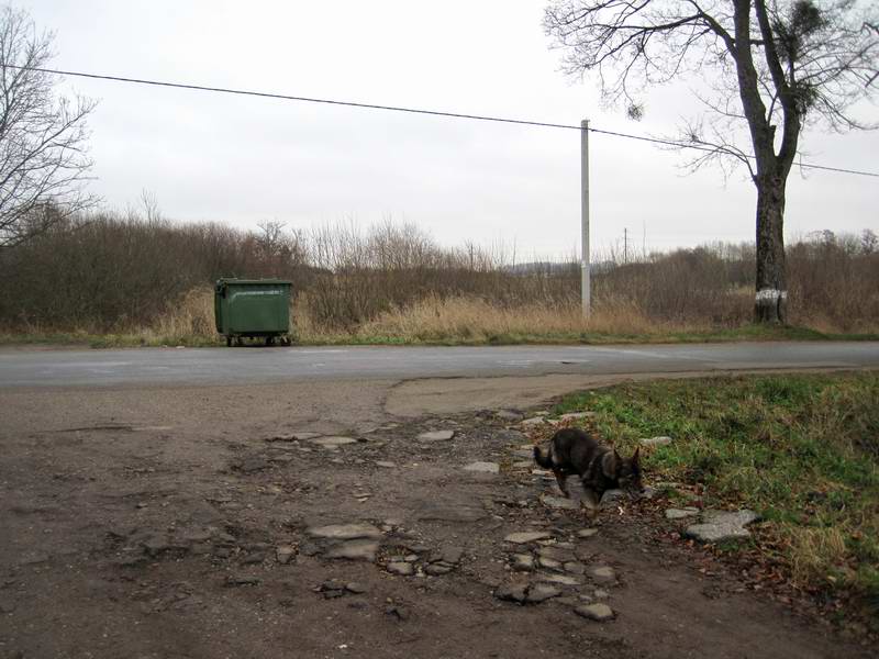 Собака на повороте в Большедорожном