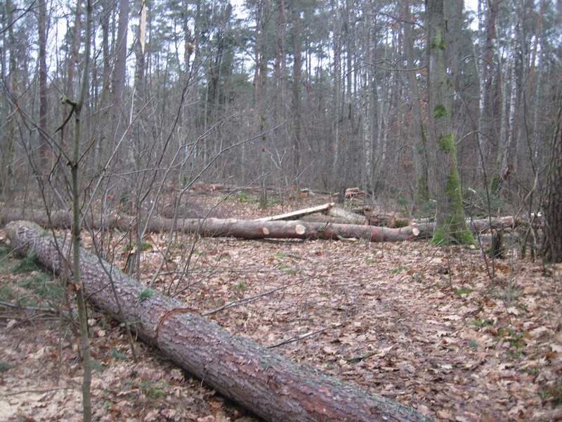 Дорога по лесу оказалась завалена свежеспиленными деревьями