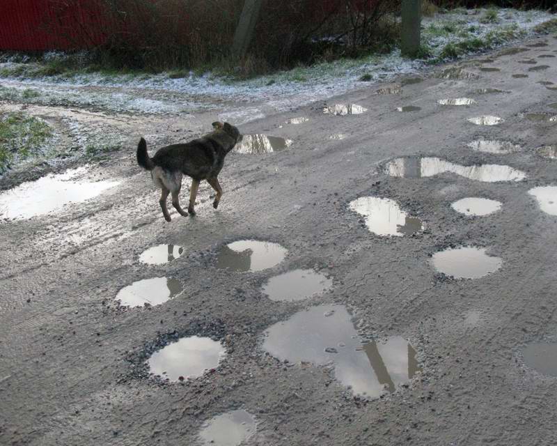 В СНТ Светлое нас встретила знакомая собака и приняла участие в нашем велопробеге уже второй раз.