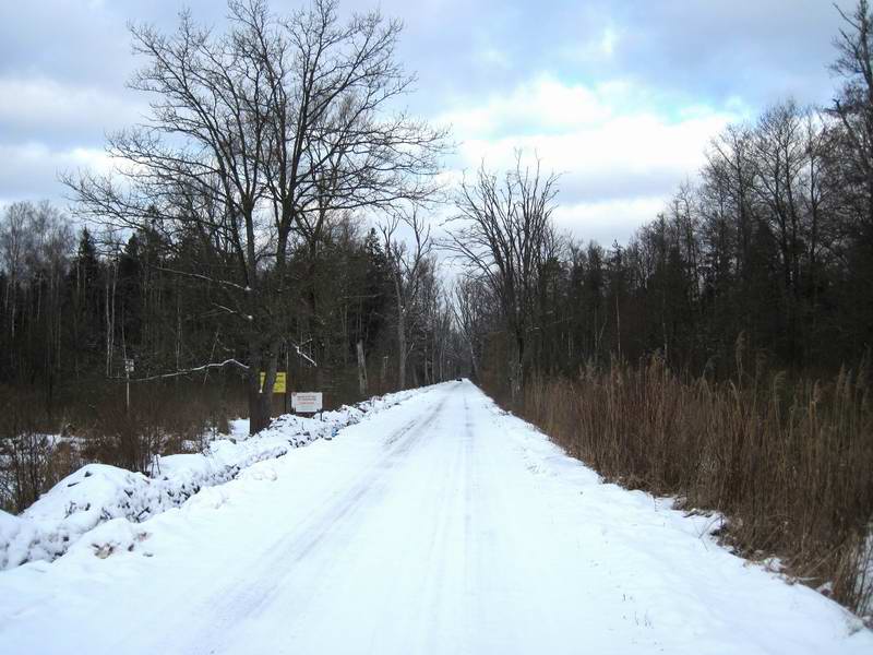 Въезжаем в лес