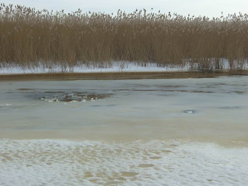 Полынья, в которой купалась Ольга Соболева. Вода, говорит, теплая. <a href='http://koenigbicycle.ru/js/ymapload/mapload.htm?maps/v2106tr.kml&55.2422691428111&21.2983865714639&17&hybrid'><img src='/images/Yandex_Maps_logo_25px.gif'></a> <a href='https://www.google.com/maps?z=15&t=h&q=55.2422691428111,21.2983865714639' target='_blank'><img src='/images/25px-Google_Maps_icon.jpg'></a>