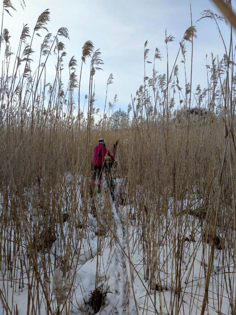 Пытаемся идти, пока камыш еще не густой <a href='http://koenigbicycle.ru/js/ymapload/mapload.htm?maps/v2106tr.kml&55.2423032&21.2968225999639&17&hybrid'><img src='/images/Yandex_Maps_logo_25px.gif'></a> <a href='https://www.google.com/maps?z=15&t=h&q=55.2423032,21.2968225999639' target='_blank'><img src='/images/25px-Google_Maps_icon.jpg'></a>