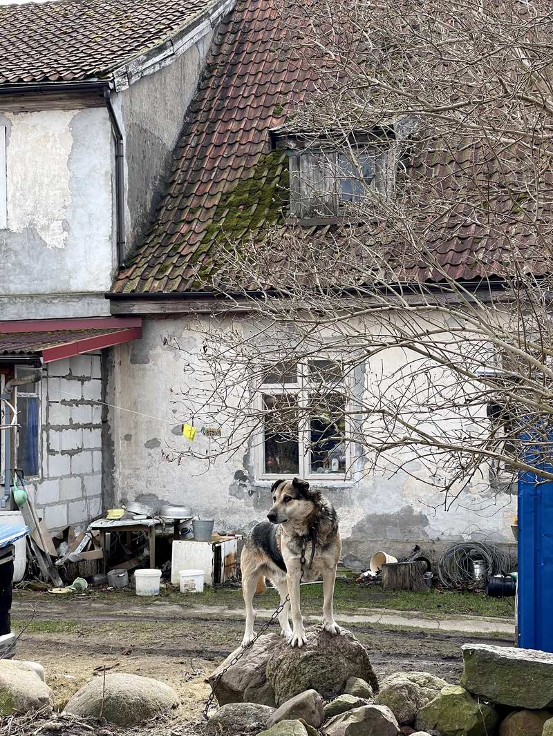 Пёс Барбос в Красном Бору