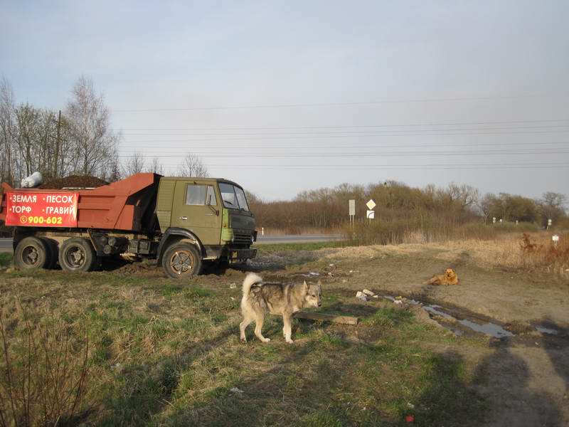 Собаки, охраняющие Камаз