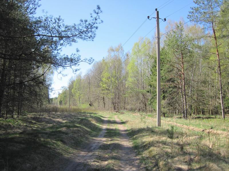 Въезжаем в Гастелловский лес