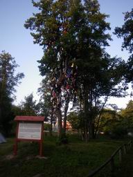 Дерево с шапками