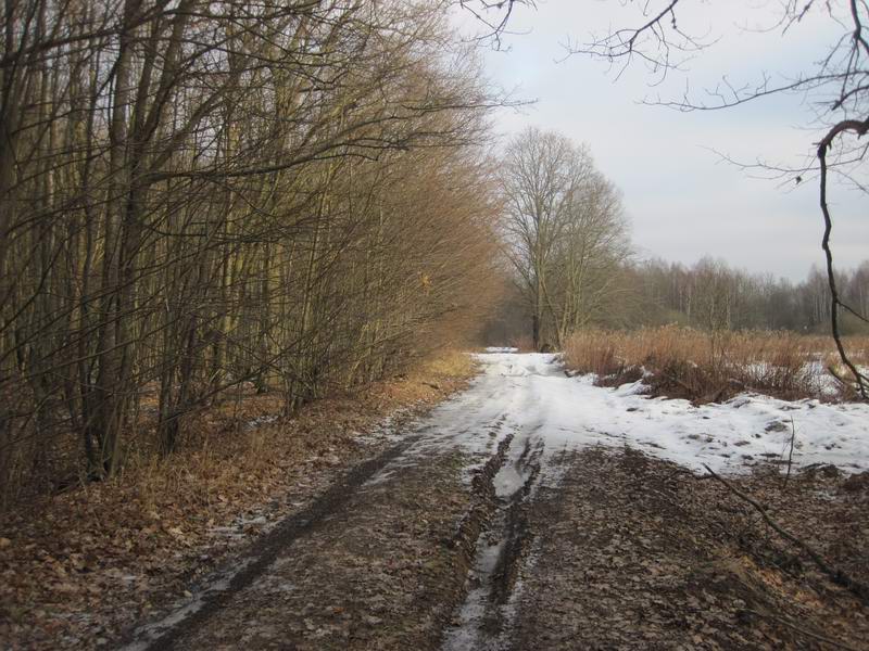 Дорога в Гвардейский лес