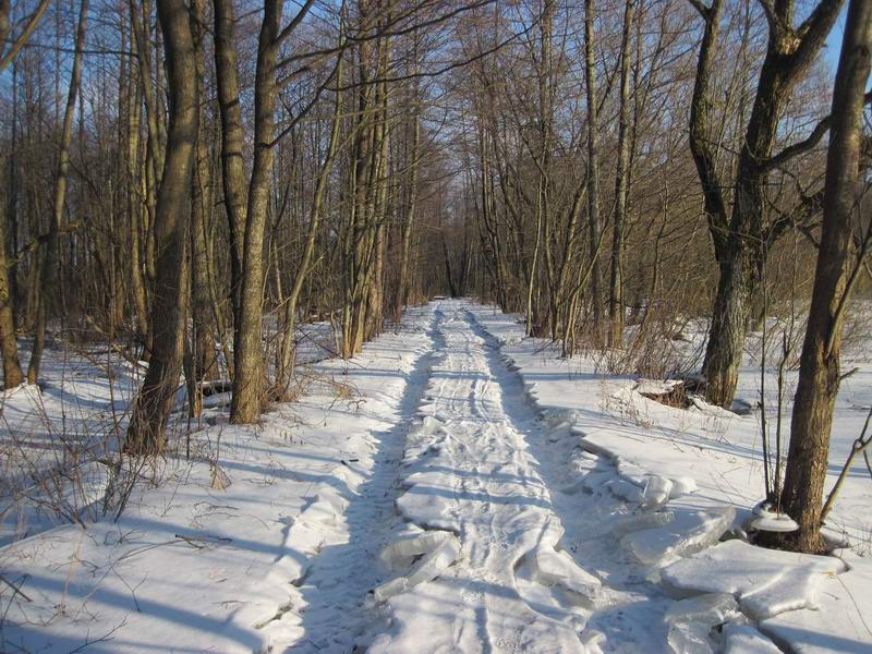 Тракторная дорога уходит в Полесский лес