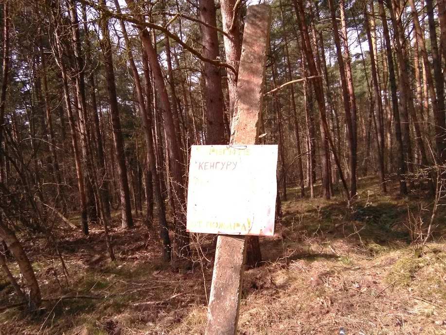 ...где водятся кенгуру