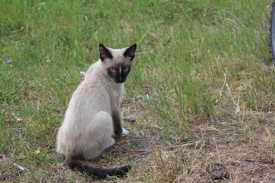 веселый котик в Черепаново