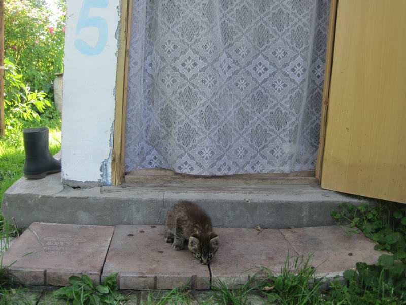 Котёнок местных жителей
