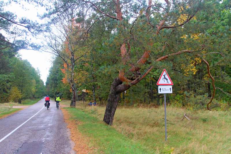 Едем по асфальту через Неманский лес