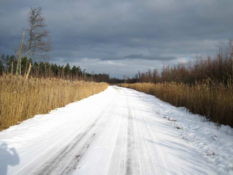 Следы лосей на дороге