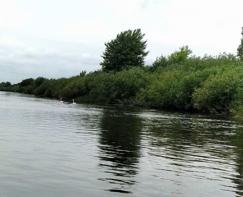 11:31. Водная группа догоняет лебедей