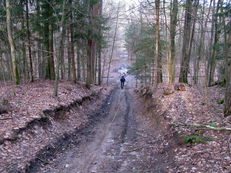 В лесу очень много крутых горок.