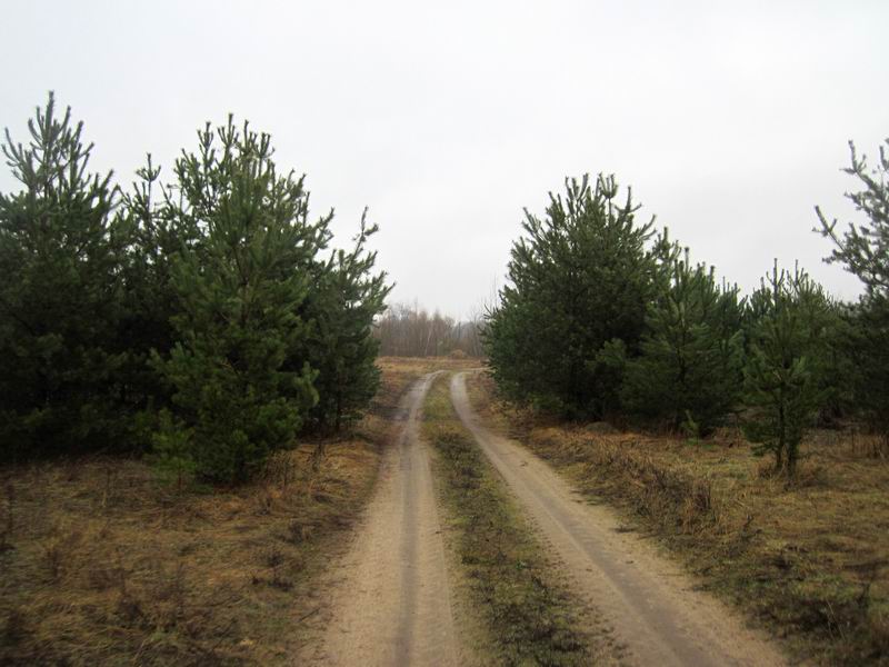 Едем мимо новогодних ёлок