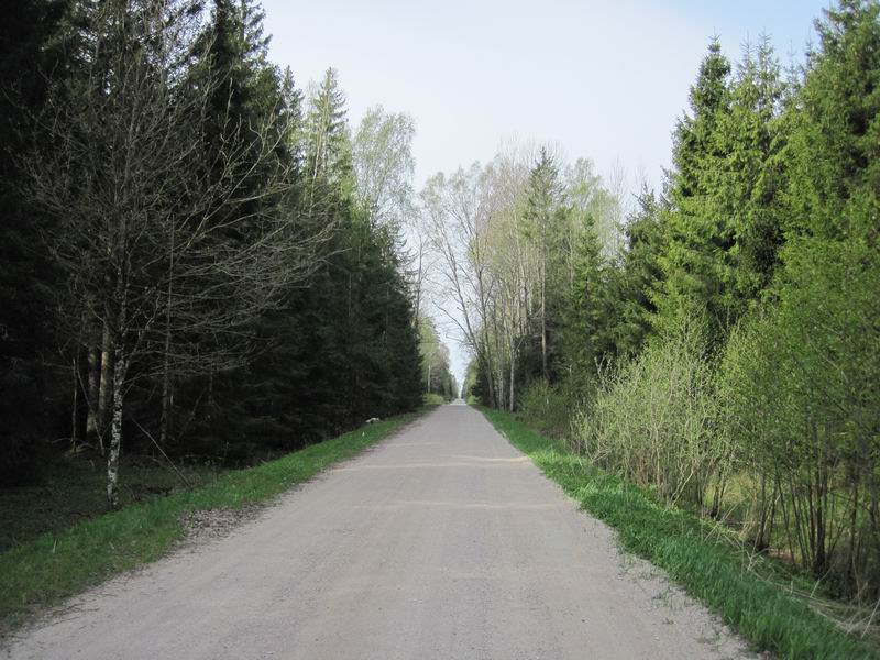 Дорога через лес Северный