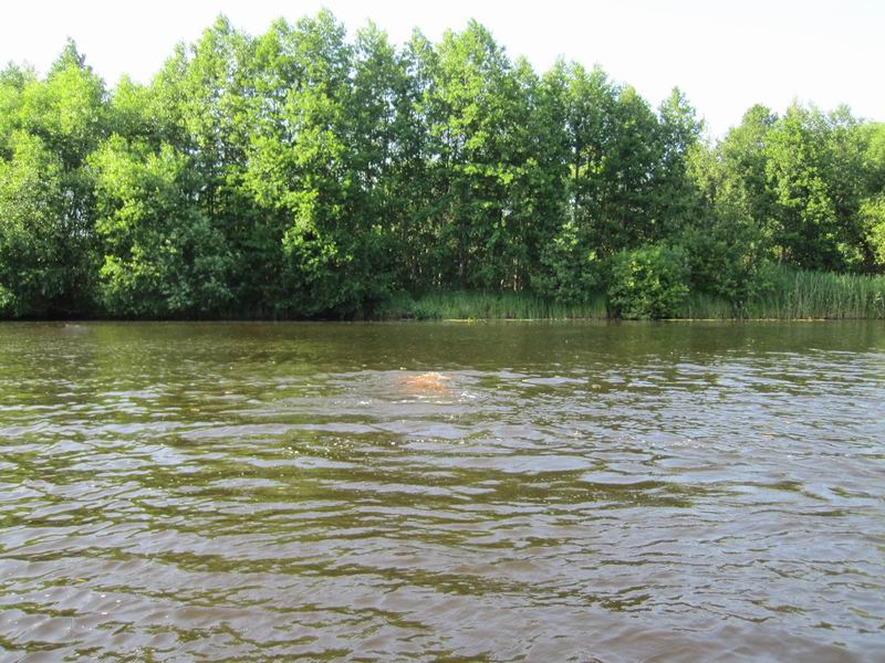 Кто-то плывёт под водой