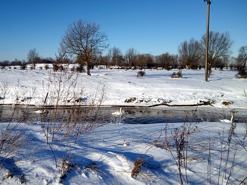 Лебеди в реке Барже, которая не замёрзла