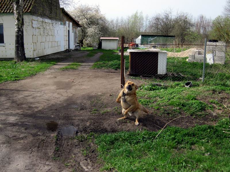 Злая собака облаивает участников велопробега в Пригородном