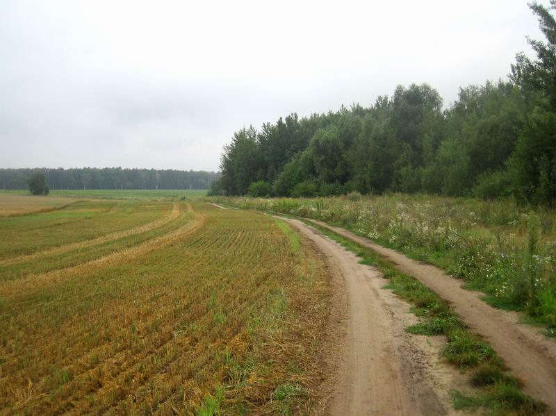 Едем по полевой грунтовке