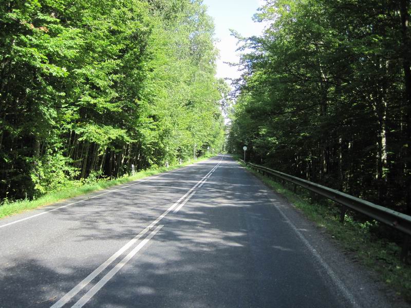 Едем через Полесский лес