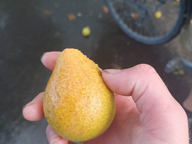 Лакомимся грушами