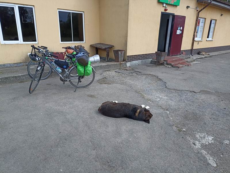 Собака живая у магазина в Чехово