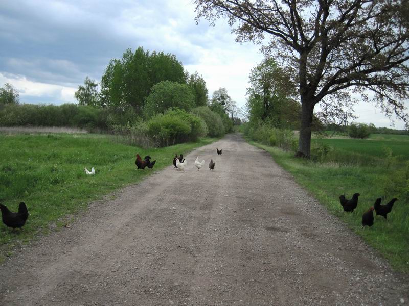 Куры пасутся