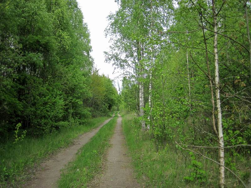 Красивая дорога с берёзками
